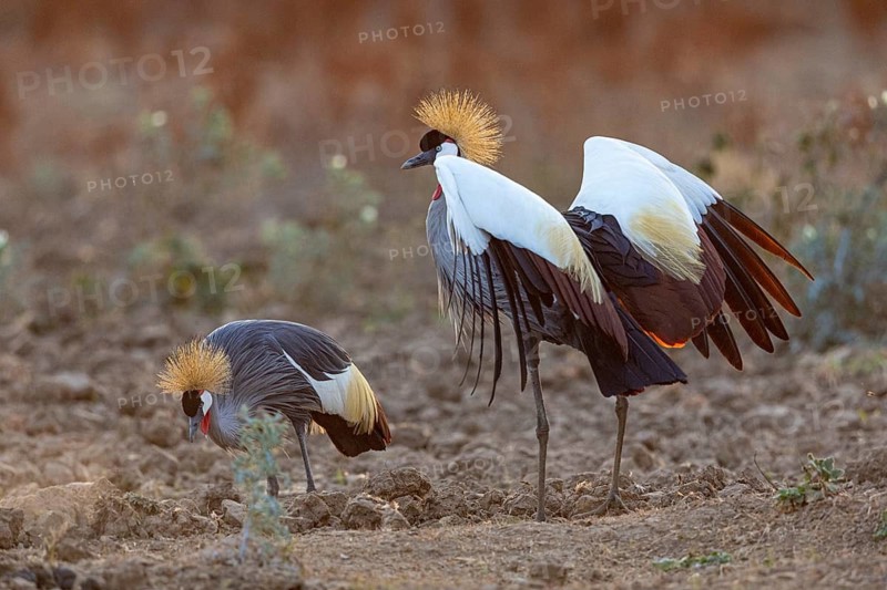 Crowned Crane (Balearica regulorum) and Worthog searching food South Luangwa NP Zambia August