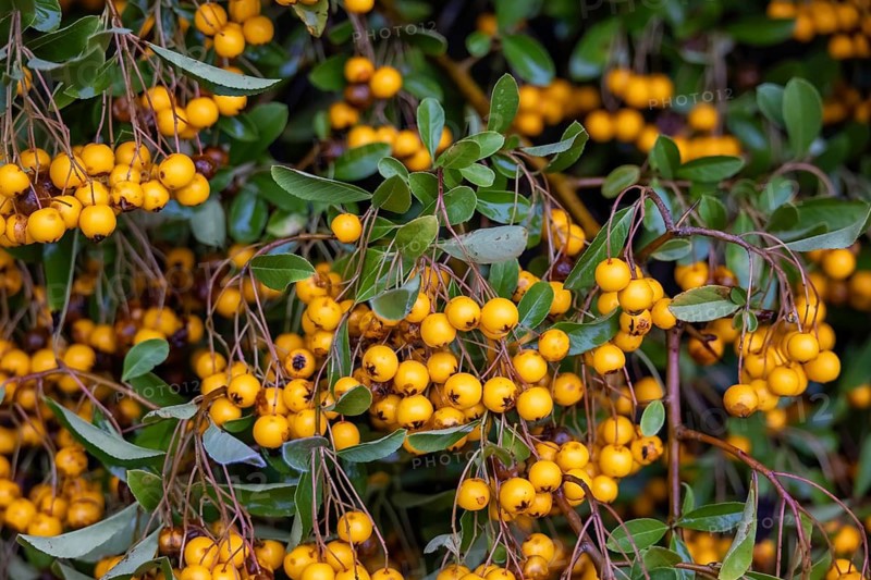 Mediterranean firethorn with yellow berries, Germany, Hamburg, plants, Mediterranean firethorn, pyracantha coccinea, berries, yellow, seasons, autumn, Hamburg, Federal Republic of Germany
