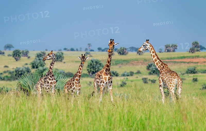 Rothschild's giraffes (Giraffa camelopardalis rothschildi) in green grass, Murchison Falls National Park, Uganda