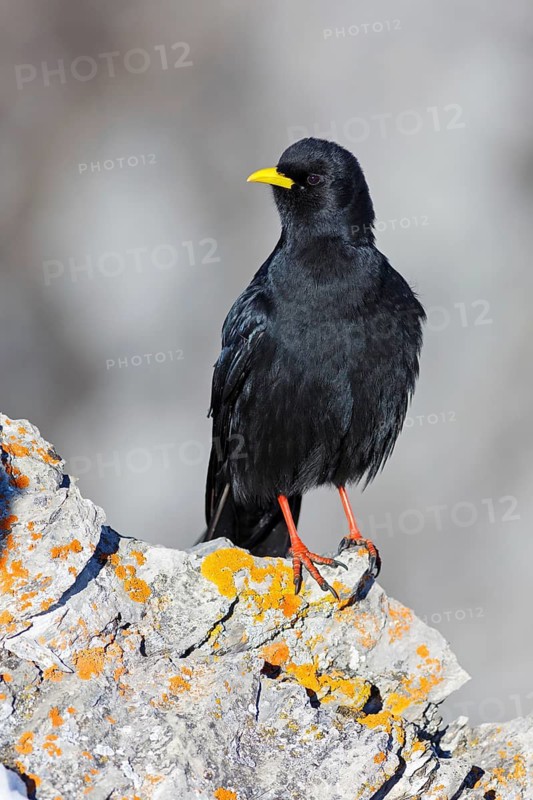 Alpine Chough (Pyrrhocorax graculus), Valais, Switzerland