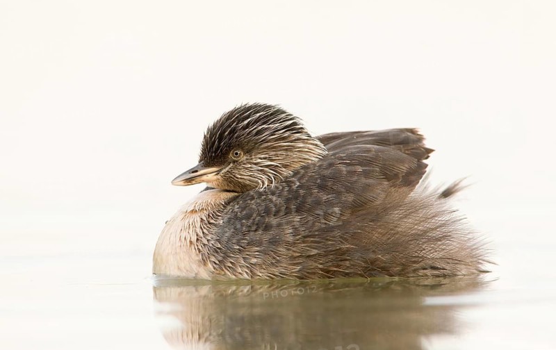 Hoary-headed Grebe (Poliocephalus poliocephalus), Victoria, Australia