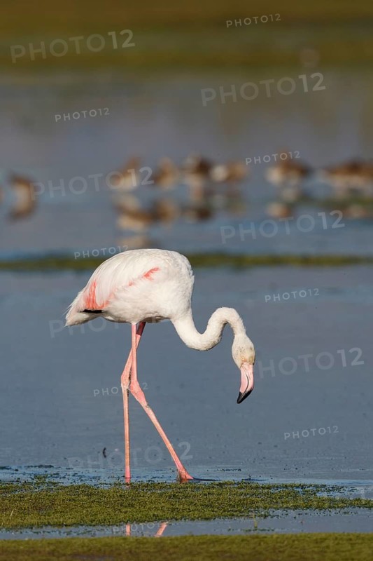 Greater Flamingo (Phoenicopterus roseus) foraging in shallow water, Greece