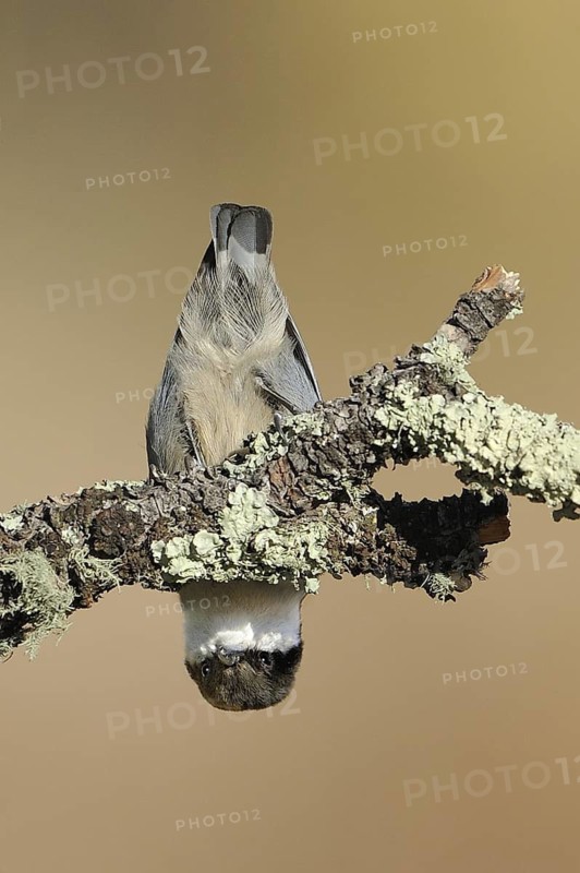 Pygmy Nuthatch (Sitta pygmaea), Oregon, USA