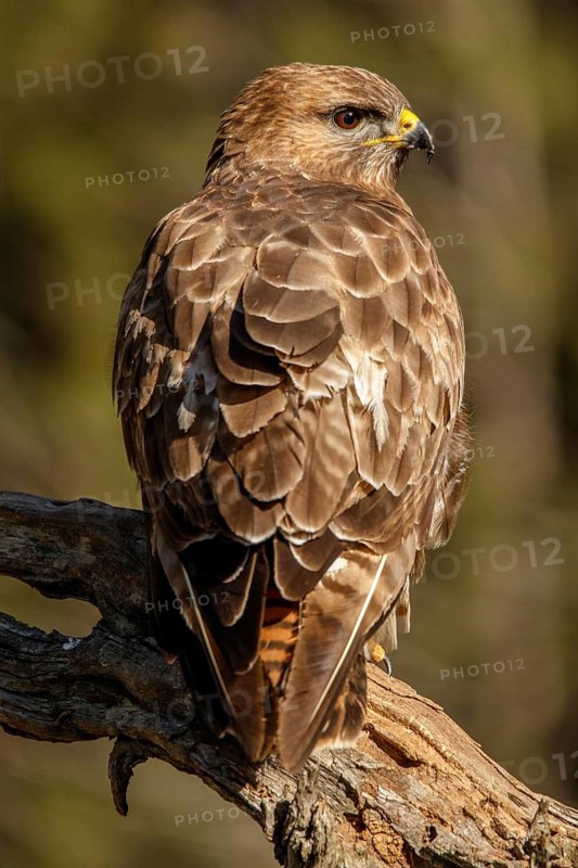 Common Buzzard (Buteo buteo), perched on a branch, Castile and Leon, Spain