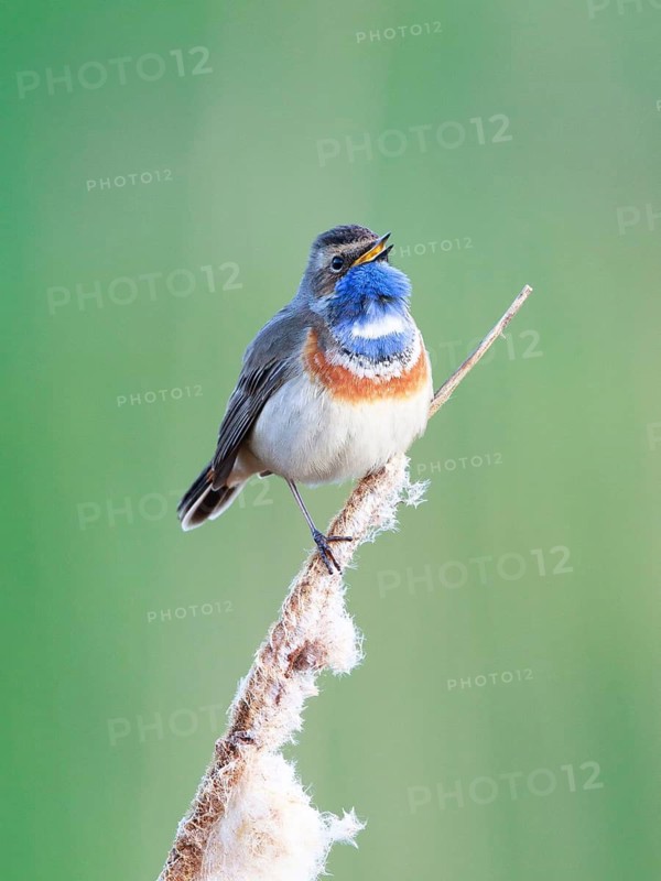 Bluethroat (Luscinia svecica cyanecula) male singing from cattail, Netherlands