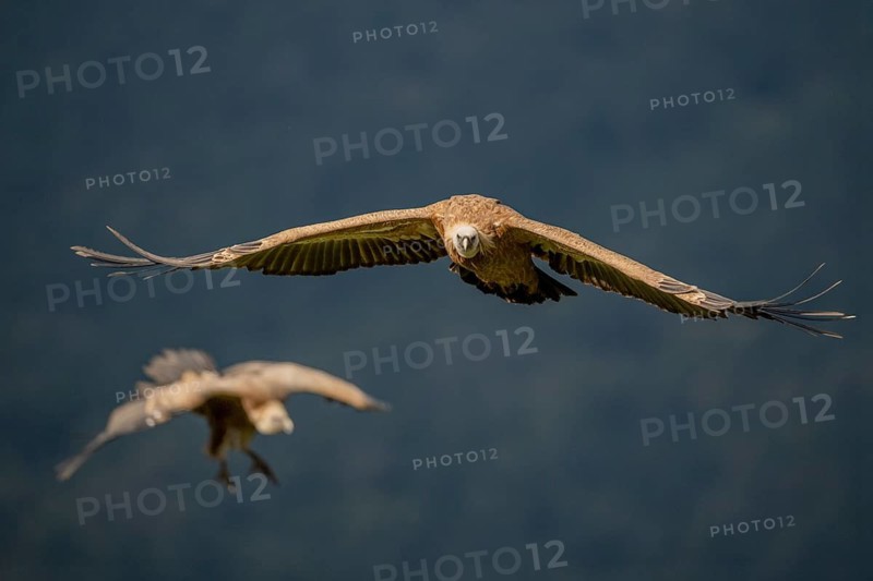 Griffon vulture (Gyps fulvus), approaching, Pyrenees, Spain