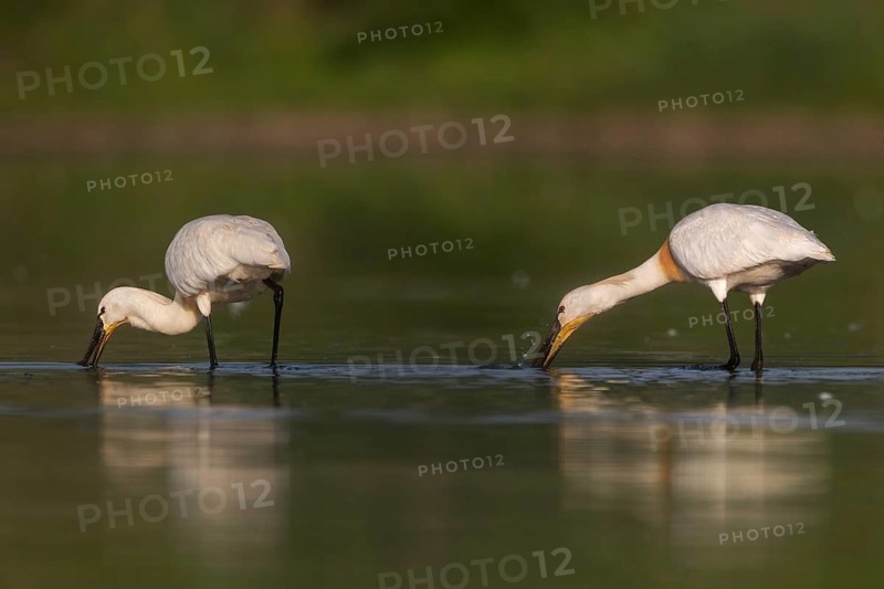 Eurasian Spoonbill (Platalea leucorodia) foraging, Saxony, Germany
