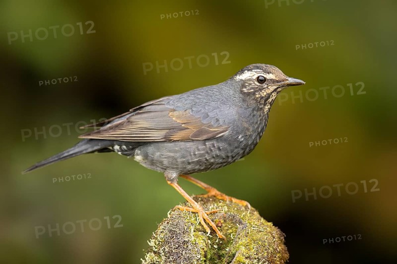 Siberian Thrush (Geokichla sibirica) male, Pahang, Malaysia