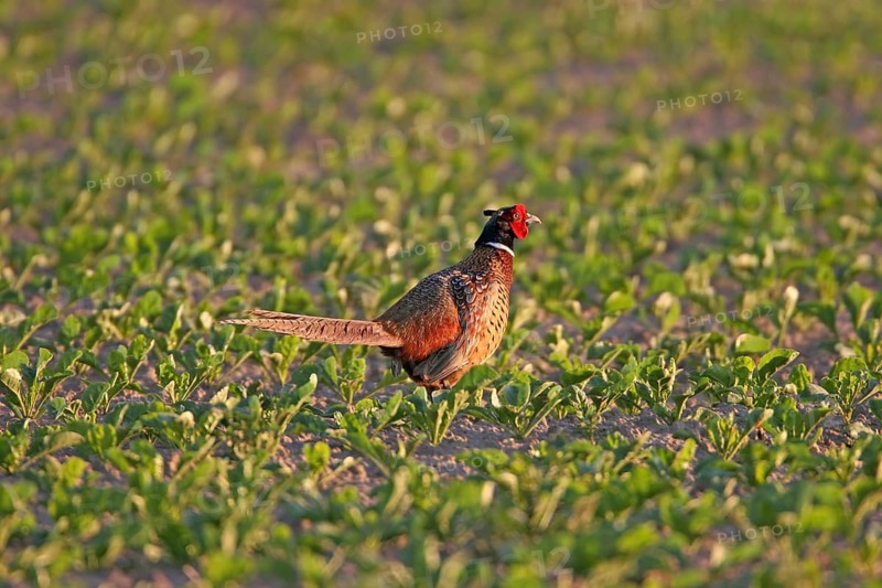 Pheasant (Phasianus colchicus), Faisan de Colchide, Faisan de chasse, Faisán Vulgar, Bad Dürkheim County, Tiszaalpár, Kiskunsági National Park, Bács-Kiskun, Hungary