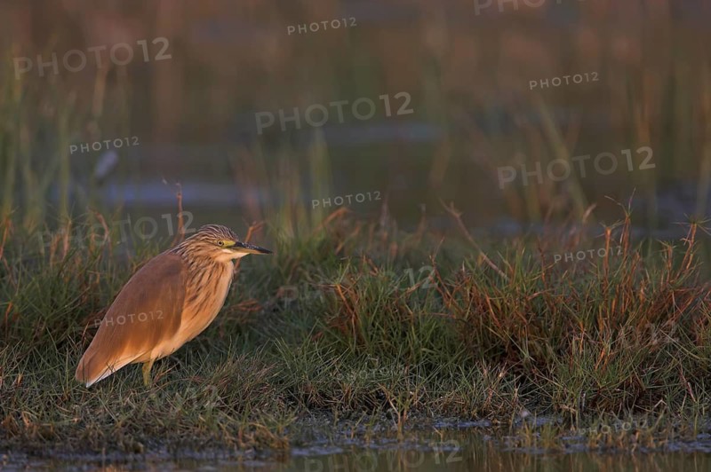 Squacco Heron (Ardeola ralloides), Lesvos, Greece