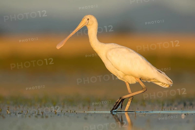 Yellow-billed Spoonbill (Platalea flavipes) foraging, Victoria, Australia