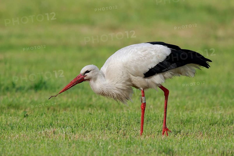 White Stork (Ciconia ciconia) eating earthworm, North Rhine-Westphalia, Germany
