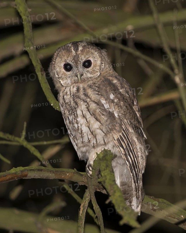 Tawny owl (Strix aluco), Westend Nord, Frankfurt am Main, Hesse, Germany