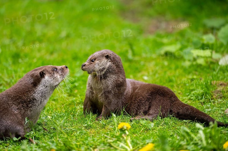 Eurasian otter (Lutra lutra) playing with each other in the grass, Bavaria, Germany