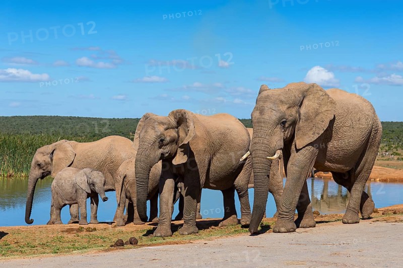 African elephant, (Loxodonta african), Addo Elephant National Park, Addo Camp, Western Cape, South Africa