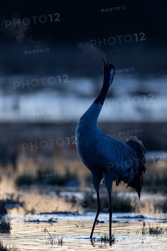 Common crane (Grus grus), Hornborga, Sweden