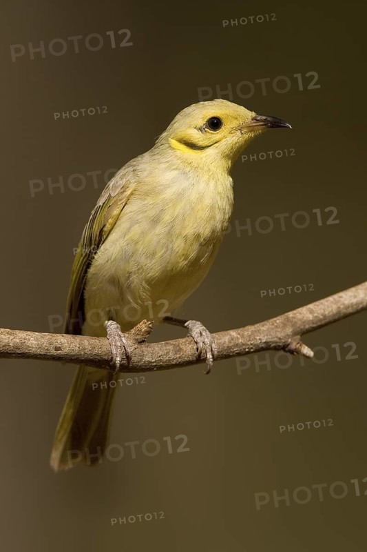 Yellow-tinted Honeyeater (Ptilotula flavescens), Western Australia, Australia