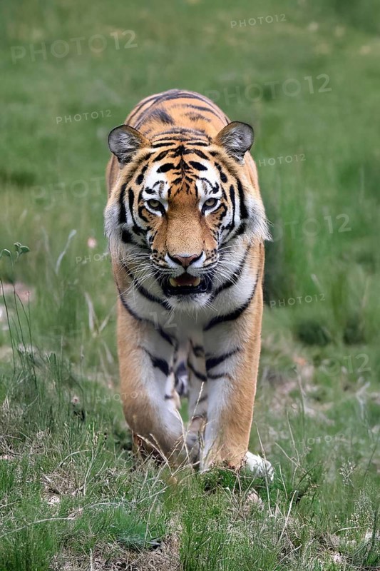 Siberian tiger (Panthera tigris altaica), adult, male, running, stalking, alert