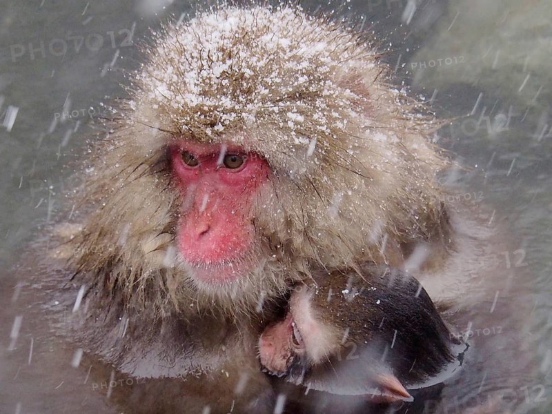 Snow monkey (Macaca fuscata)