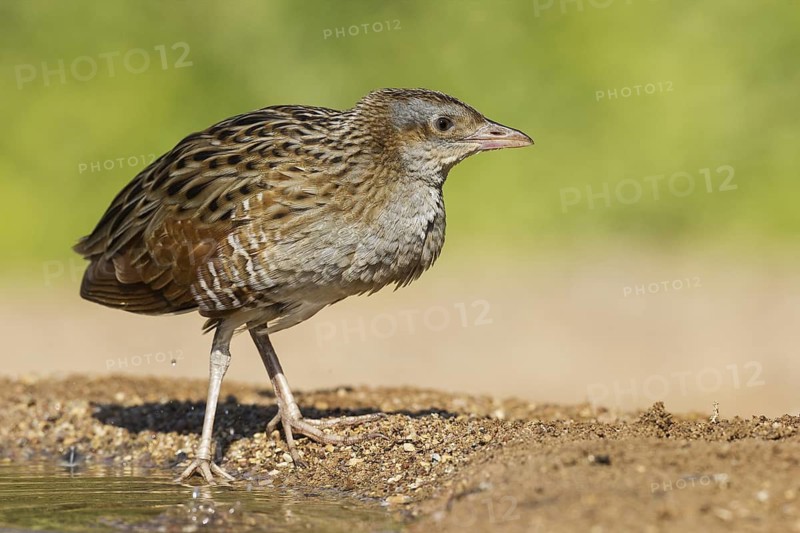 Corn Crake (Crex crex), Eilat, Israel