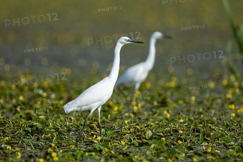 Little Egret (Egretta garzetta) Hungary