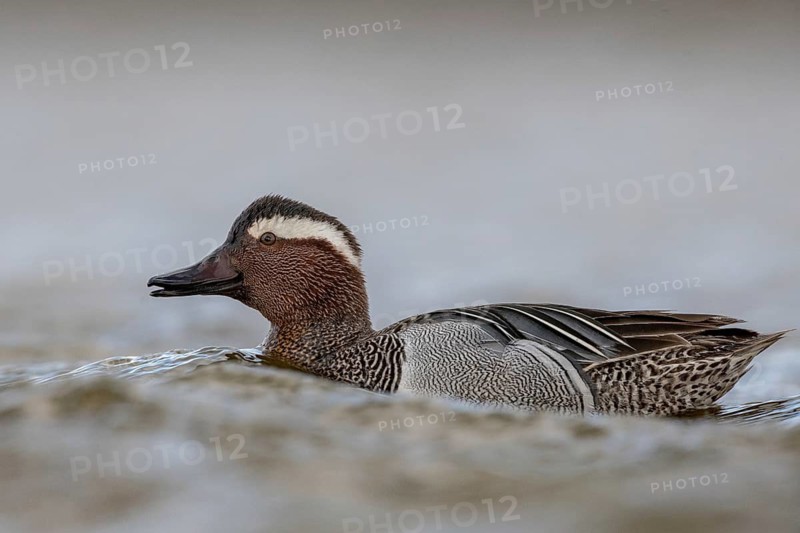 Garganey (Spatula querquedula) male, Schleswig-Holstein, Germany