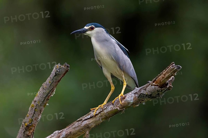 Black-crowned black crowned night heron (Nycticorax nycticorax), Bihoreau gris, HÈron bihoreau, Martinete Com?n, Ayn Razat, Salalah, Dhofar, Oman