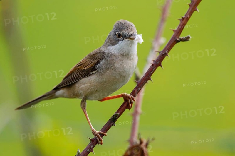 Common Whitethroat (Sylvia communis) male perched on a branch, North Rhine-Westphalia, Germany