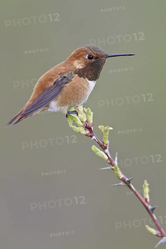 Rufous Hummingbird (Selasphorus rufus), British Columbia, Canada