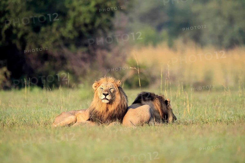 Lion (Panthera leo), male, two brothers, resting, lying, in the grass, Pilanesberg National Park, North West Province, South Africa