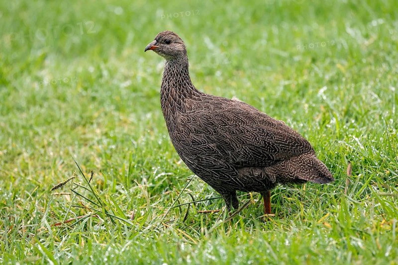 Cape Francolin (Pternistis capensis), adult, running, foraging, Karoo Desert Botanic Garden, Worcester, Western Cape, South Africa