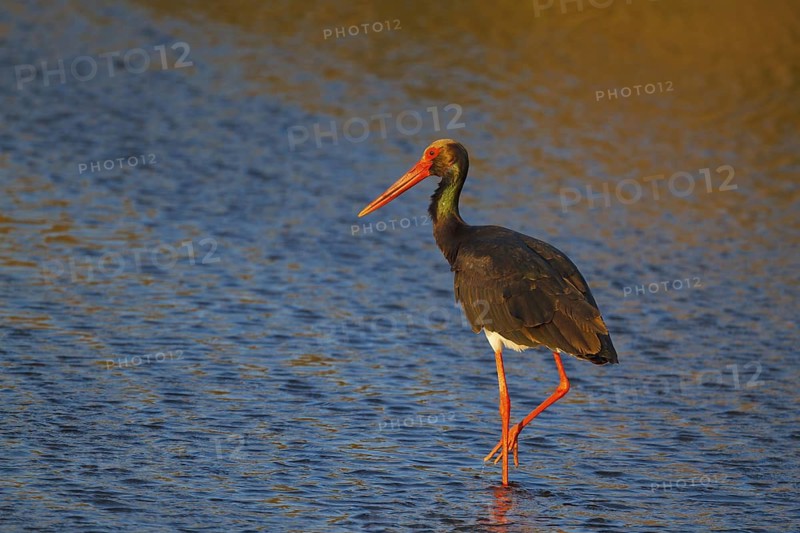 Black Stork (Ciconia nigra) foraging, Greece
