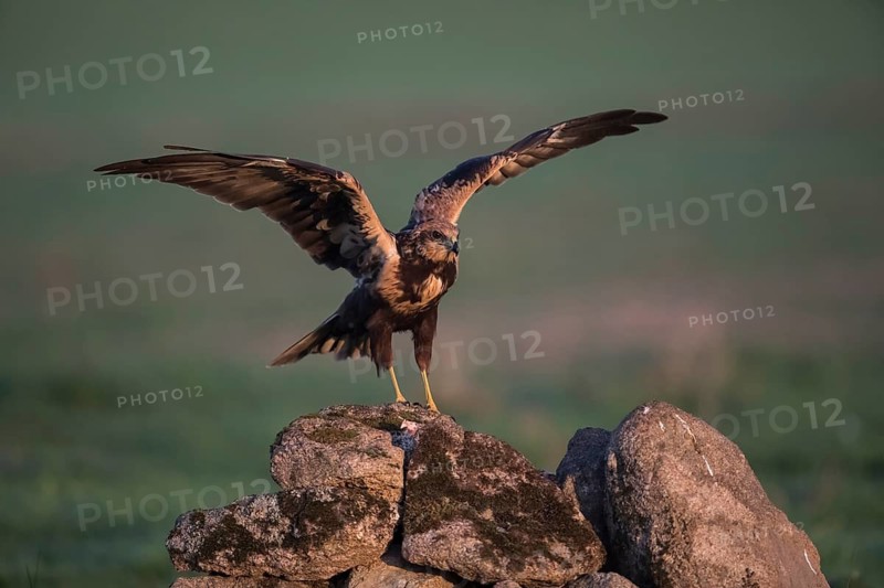 Marsh harrier (Circus aeruginosus), Extremadura, Castilla La Mancha, Spain