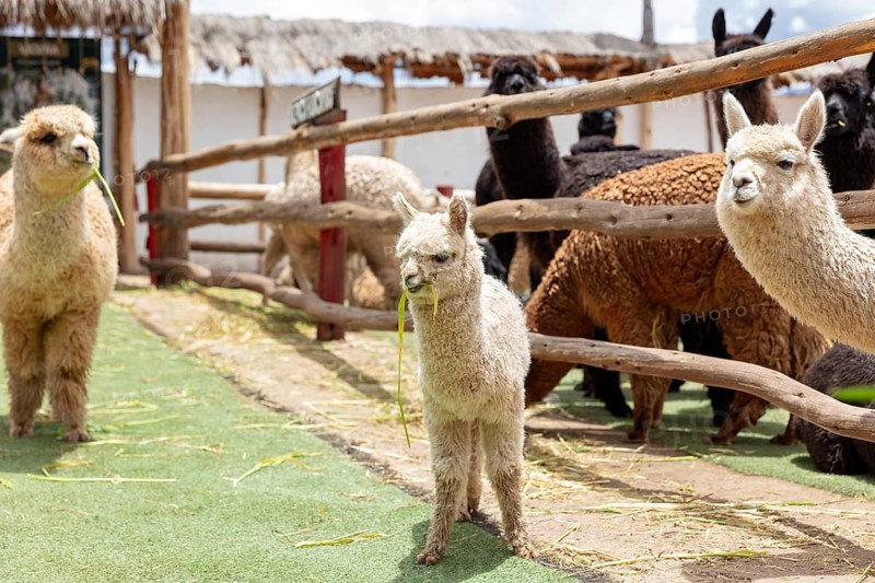 Alpaca and Llama Farm, near Cusco, Peru
