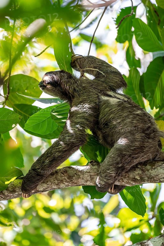 Brown-throated sloth (Bradypus variegatus) in a tree, Cahuita National Park, Costa Rica