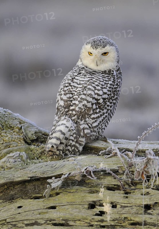 Snowy Owl (Bubo scandiacus), British Columbia, Canada