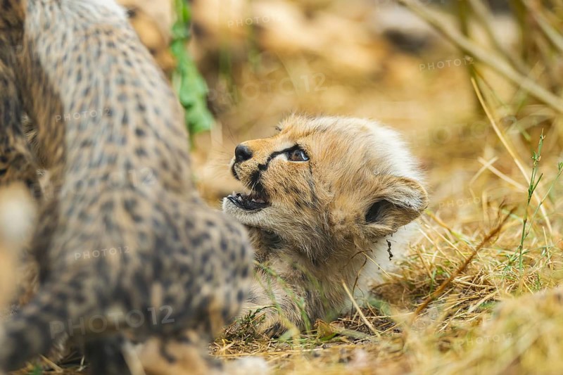 Cheetah (Acinonyx jubatus) youngsters playing with each other, captive, occurrence Africa