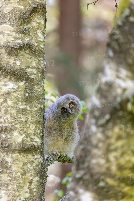 One young long-eared owl (Asio otus), sitting on a branch of a tree. Green vegetation in the background