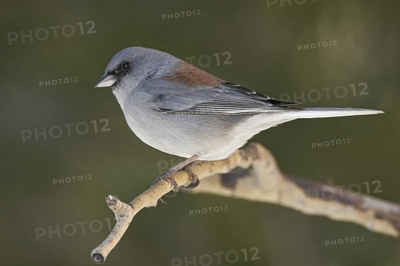 Grey-headed Junco (Junco hyemalis caniceps), New Mexico, USA