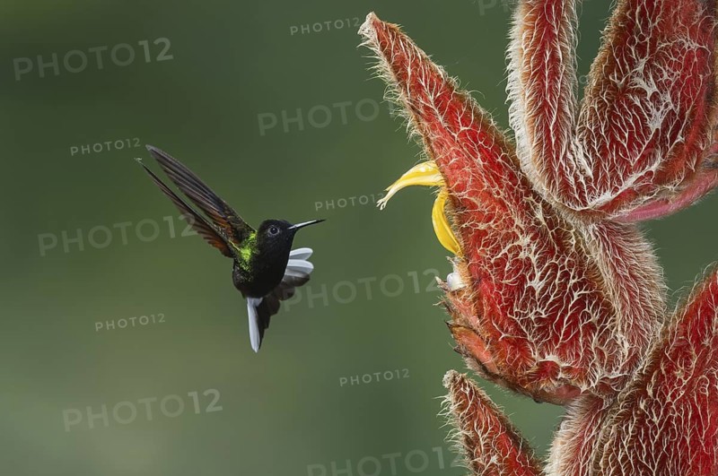 Black-bellied Hummingbird (Eupherusa nigriventris), Costa Rica
