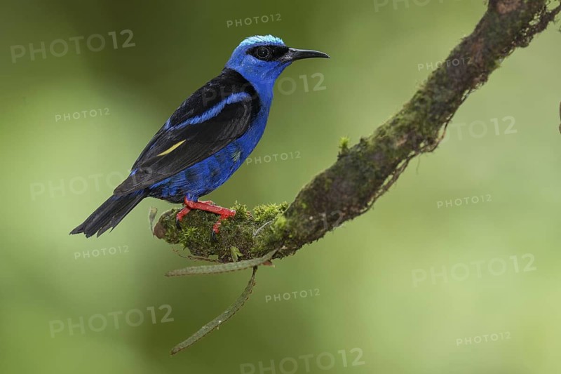 Red-legged Honeycreeper (Cyanerpes cyaneus) male, Costa Rica