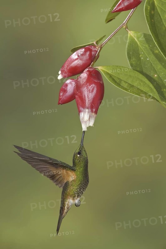 Buff-tailed Coronet (Boissonneaua flavescens), Ecuador