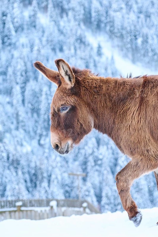 Domestic donkey (Equus asinus asinus) on a snowy meadow in the mountains in tirol, Kitzbühel, Wildpark Aurach, Austria