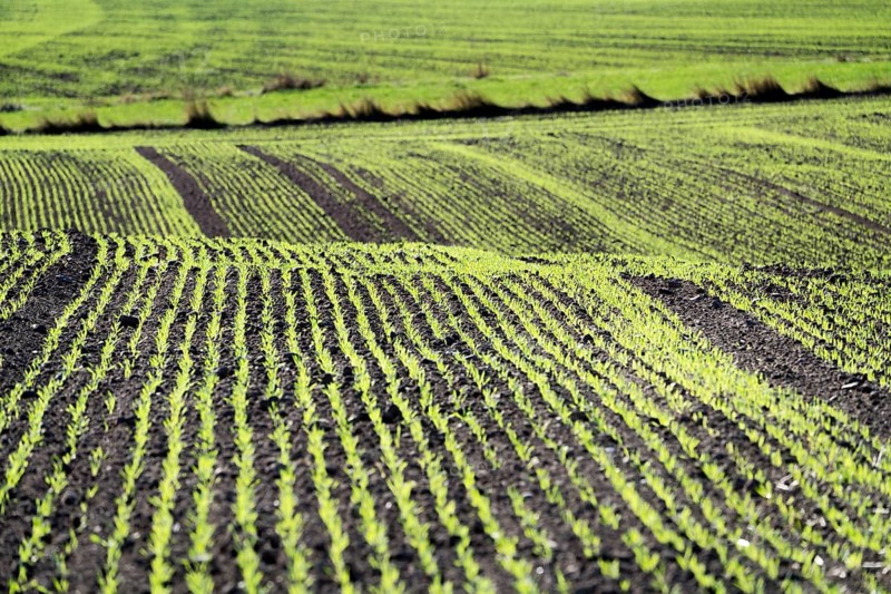 Cool-season cereals in autumn, Oberweser, Weser Uplands, Weserbergland, Hesse, Germany