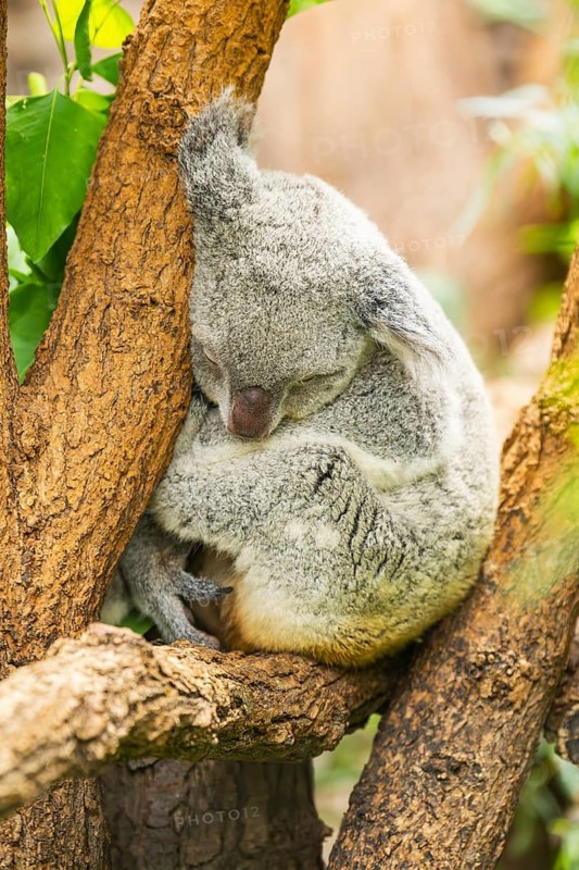 Koala (Phascolarctos cinereus) sitting on a tree, captive, distribution South Australia, Australia, Oceania