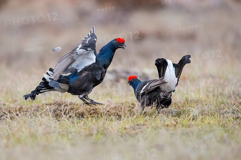 Black grouse (Lyrurus tetrix), black grouse courtship in Sweden, Fågelsjö, Gävleborgs län, Sweden