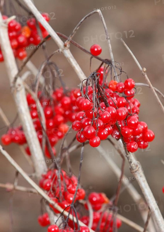 Fruits Guelder rose (Viburnum opulus), in winter, North Rhine-Westphalia, Germany