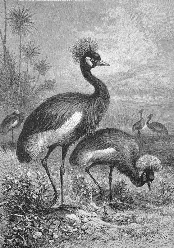 Crowned Crane, Crowned Crane, Balearica pavonina, also Black-necked Crane, Peacock Crane or Black crowned crane, Historical, digitally restored reproduction from a 19th century original, around 1890, Record date not stated