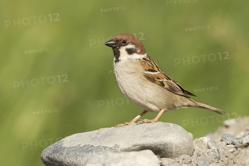 Eurasian Tree Sparrow (Passer montanus), Grisons, Switzerland