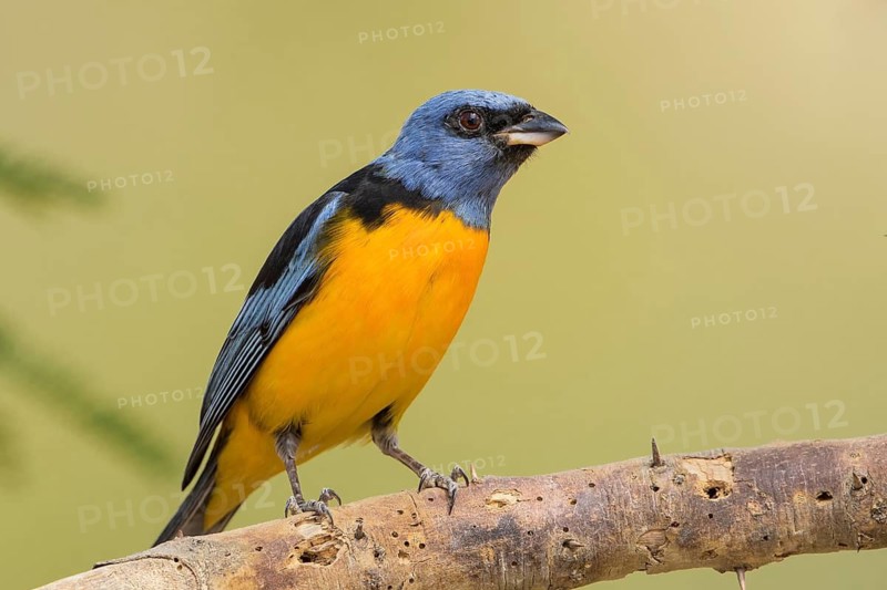 Blue-and-yellow Tanager (Thraupis bonariensis) male perched on a branch, Bolivia